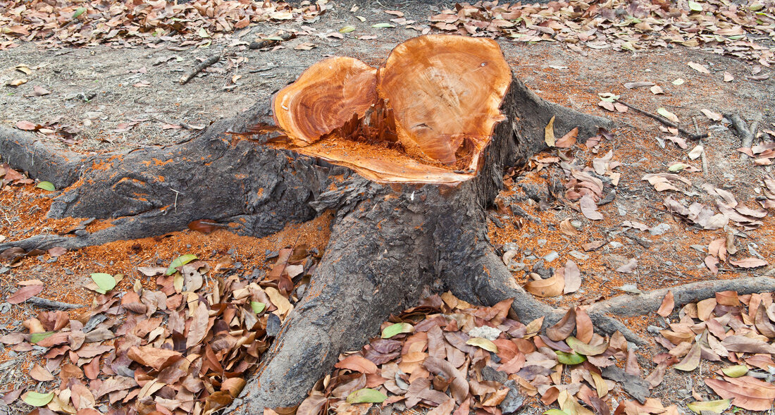 affordable stump grinding services 