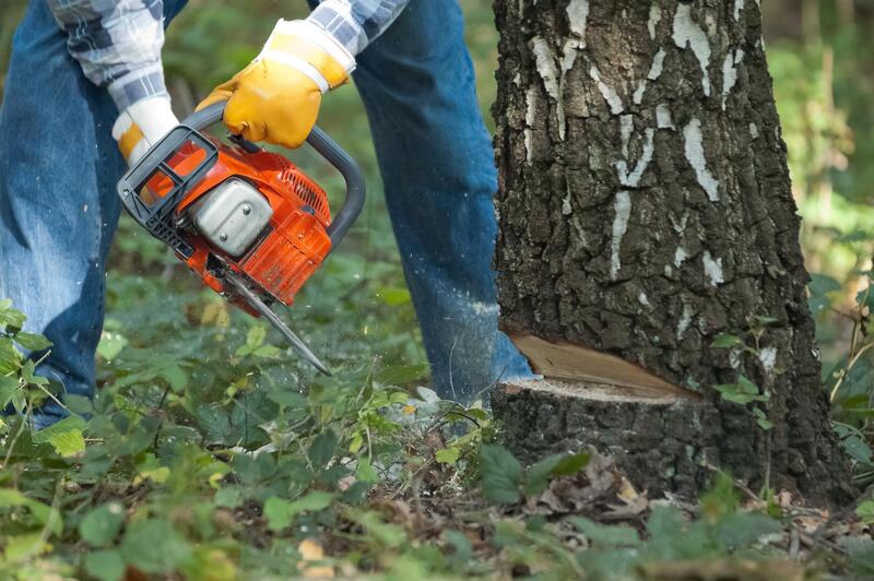 professional tree cutting services 