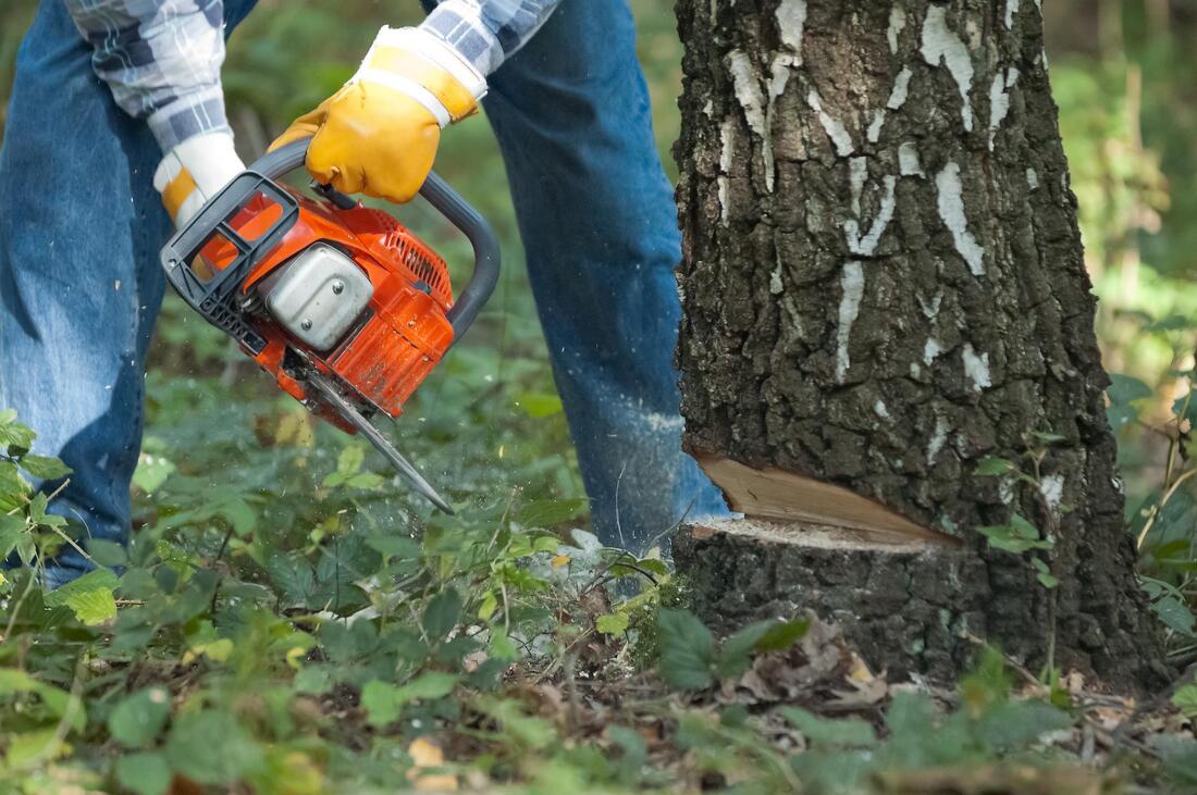 affordable tree and stump removal services